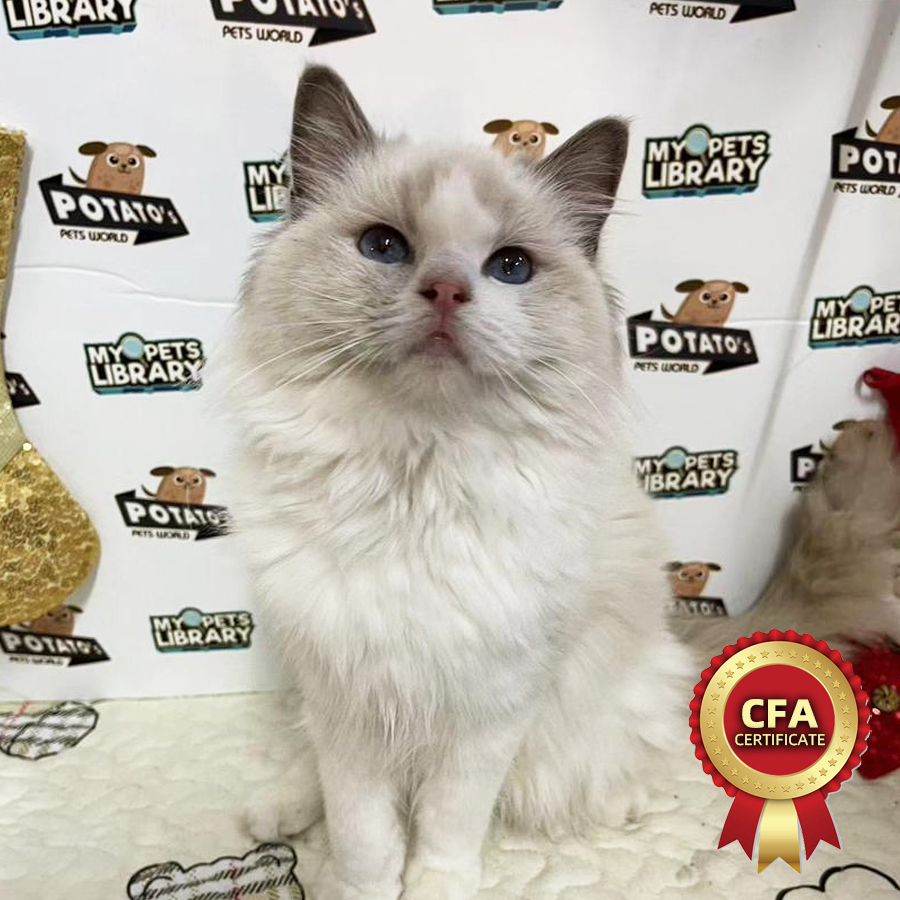 CFA Ragdoll Kitten (Female) For Sale