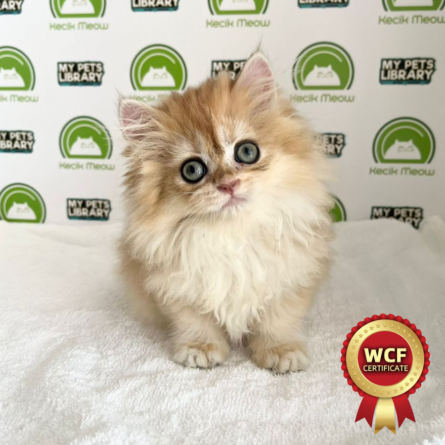 British Longhair Kitten (Female) For Sale