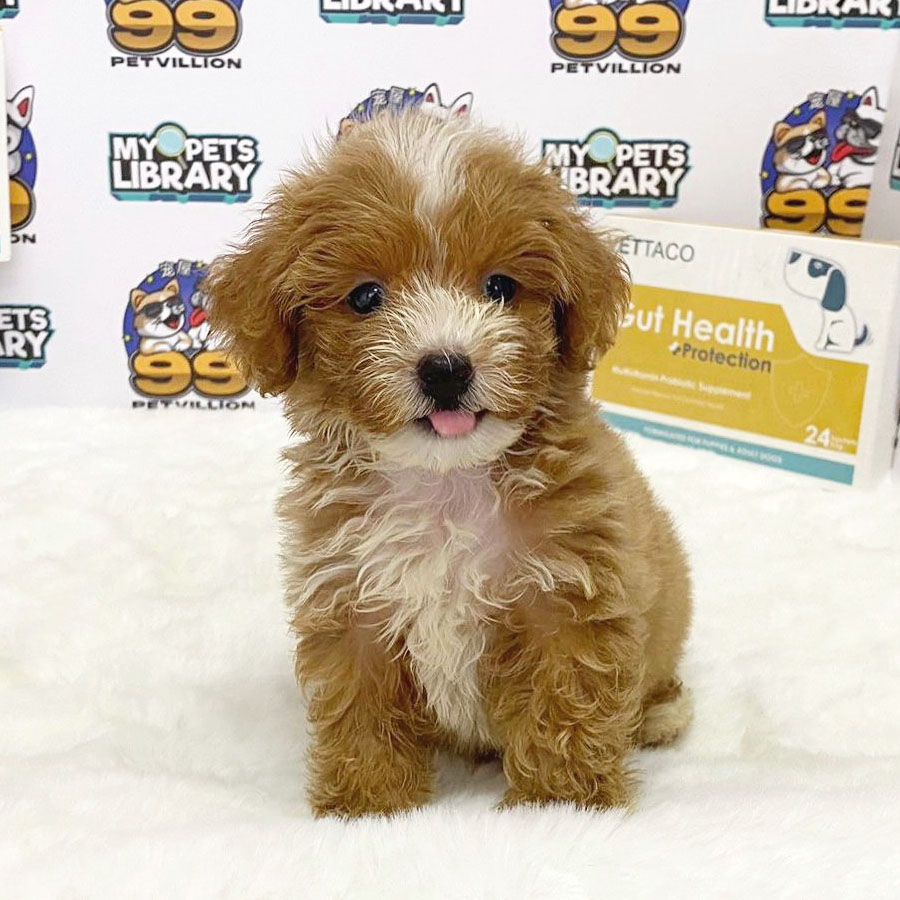 Teacup Poodle Puppy (Male) For Sale