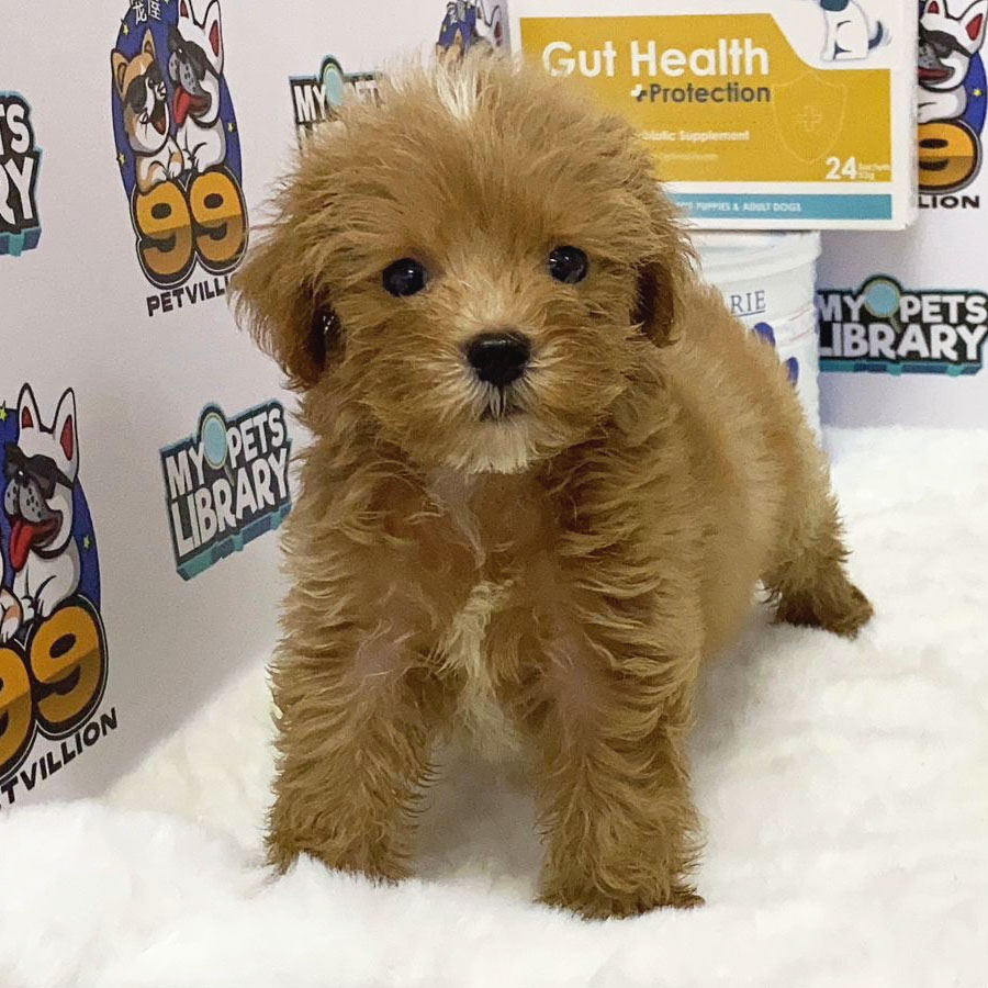 Teacup Poodle Puppy (Female) For Sale