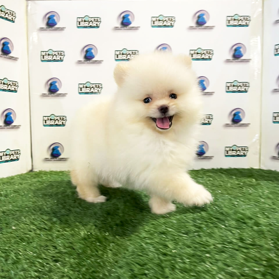 Pomeranian Puppy (Female) For Sale
