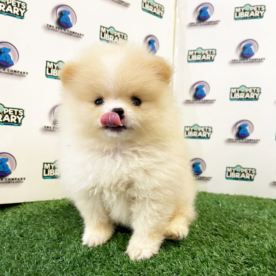 Pomeranian Puppy (Female) For Sale
