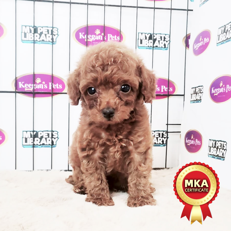 MKA Toy Poodle Puppy (Male) For Sale