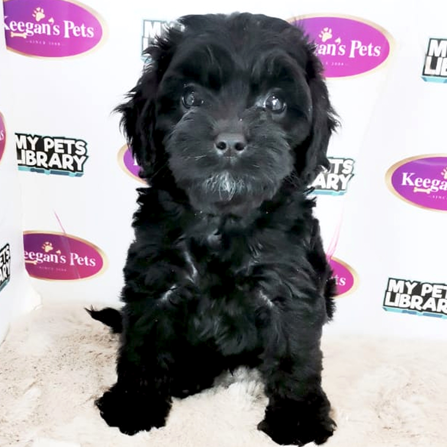 Cavapoo Puppy (Female) For Sale