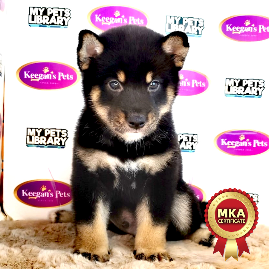 MKA Shiba Inu Puppy (Female) For Sale