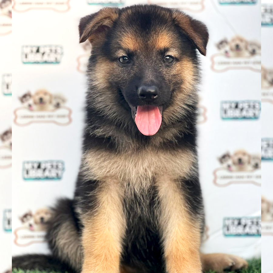 German Shepherd Puppy (Female) For Sale