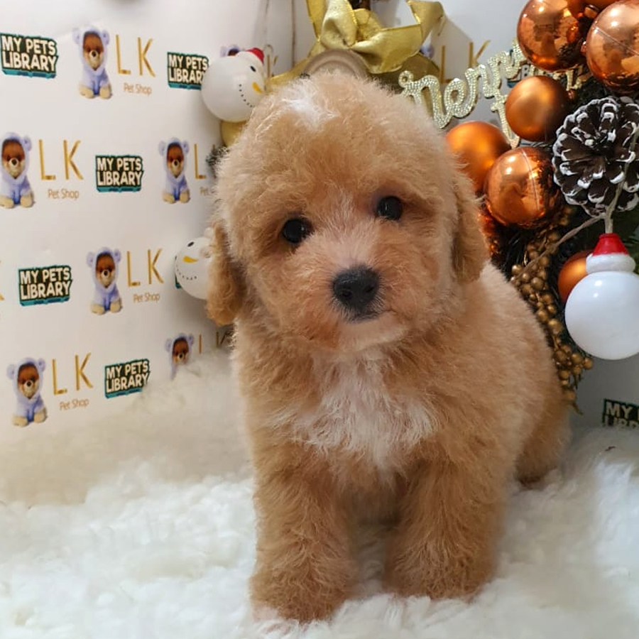 Maltipoo Puppy (Female) For Sale