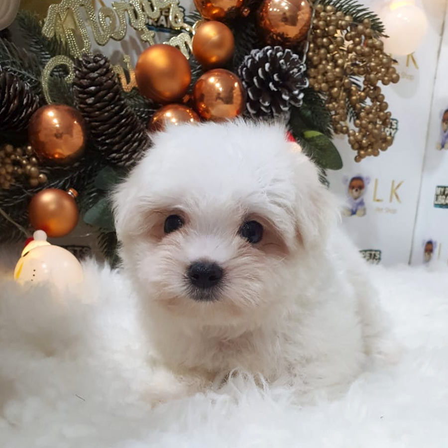 Maltese Tiny Puppy (Male) For Sale