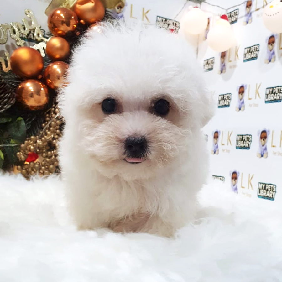 Bichon Frise Mini Puppy (Female) For Sale