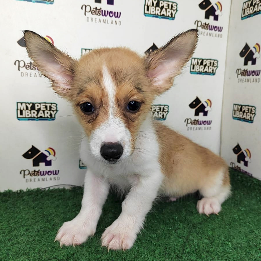 Welsh Corgi Puppy (Male) For Sale