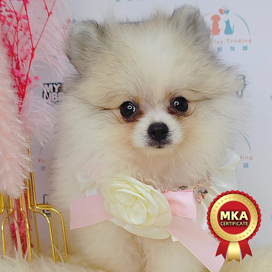 MKA Pomeranian Puppy (Female) For Sale