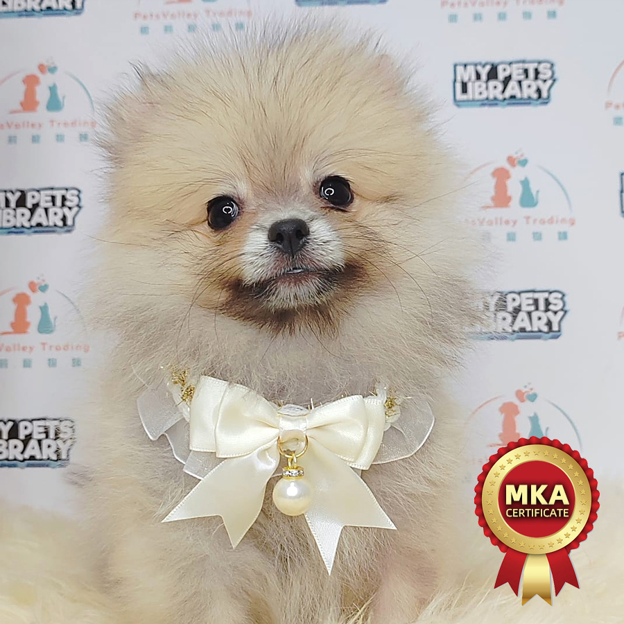 MKA Pomeranian Puppy (Male) For Sale