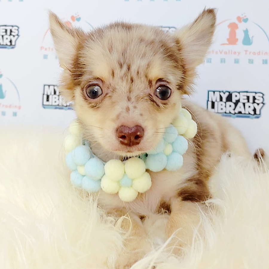 Chihuahua Puppy (Male) For Sale