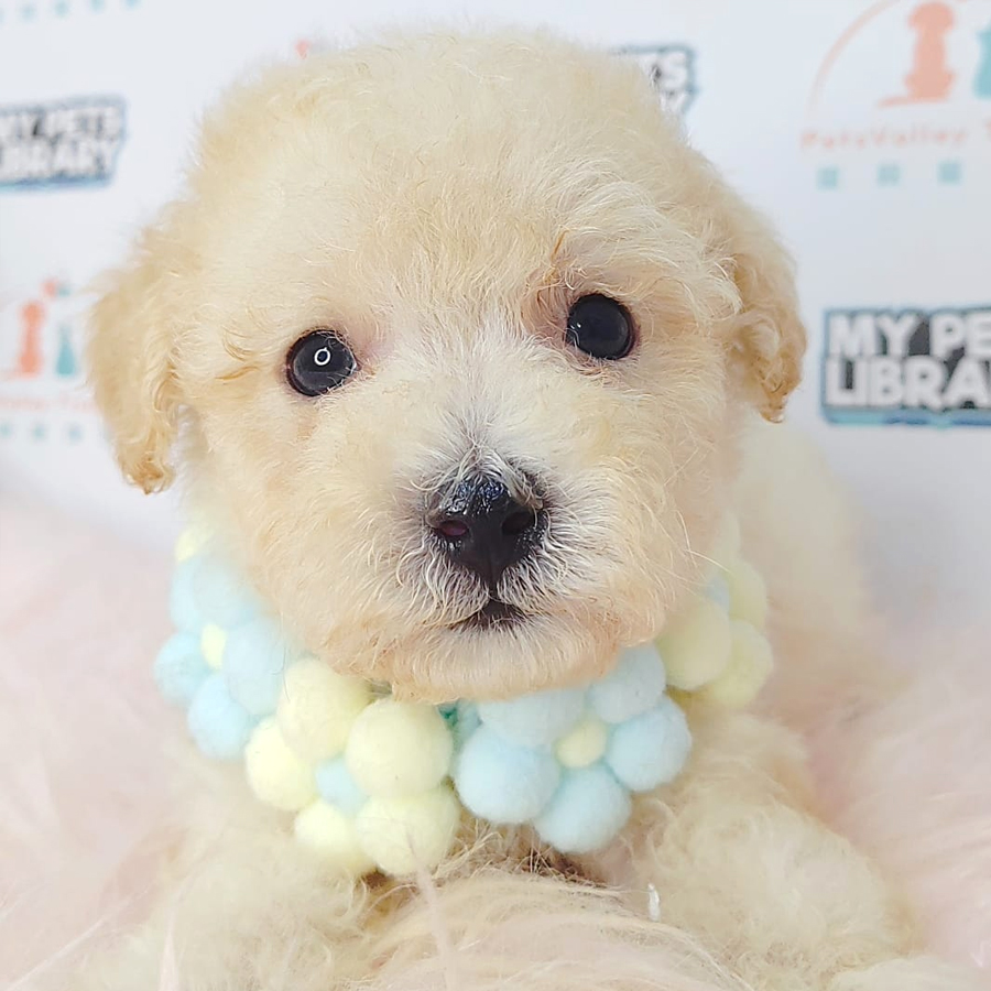 Tiny Poodle Puppy (Male) For Sale