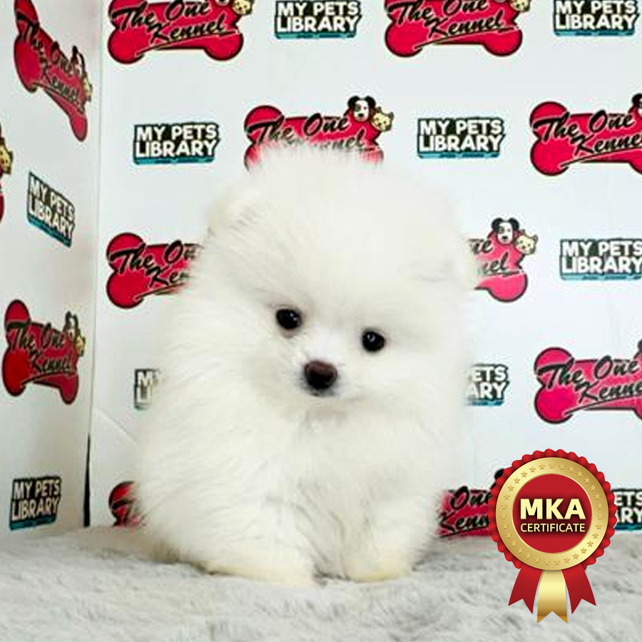 MKA Pomeranian Puppy (Male) For Sale