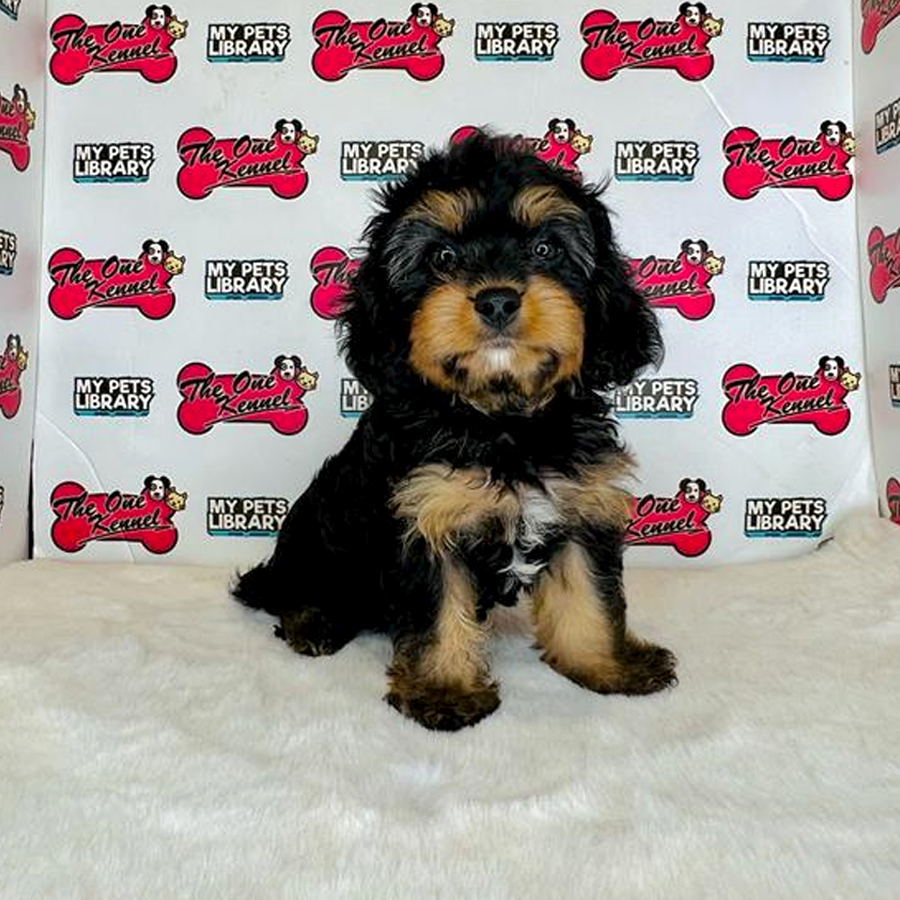 Cavapoo Puppy (Male) For Sale