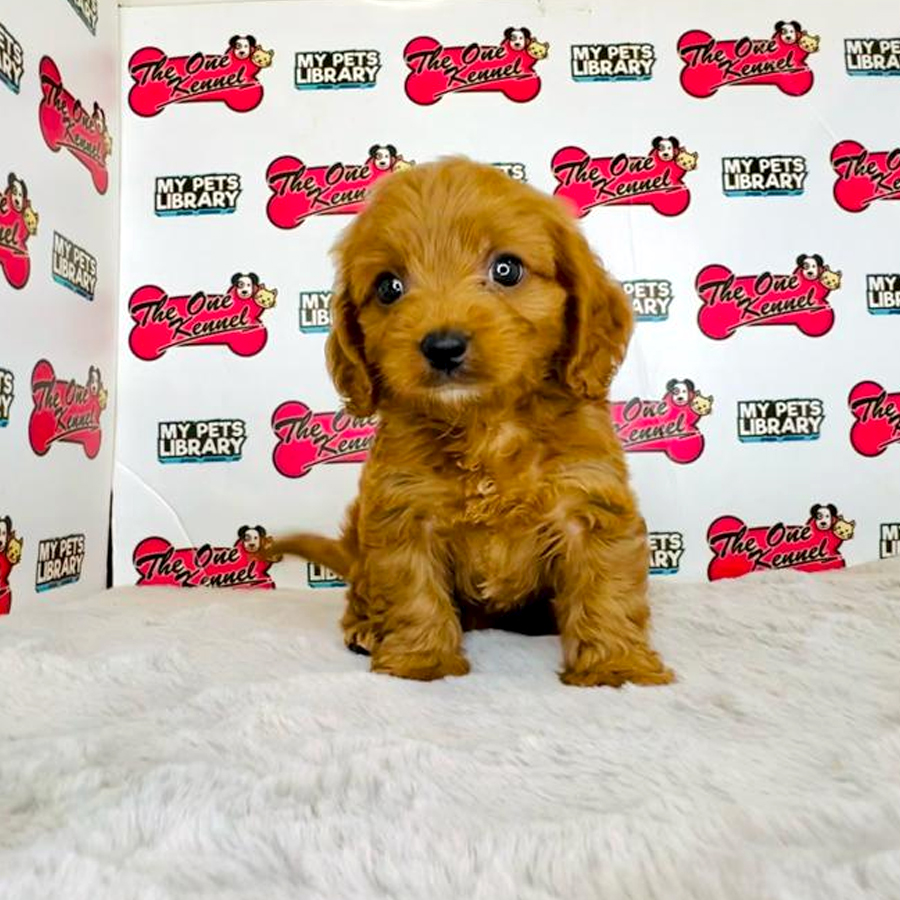 Cavapoo Puppy (Male) For Sale