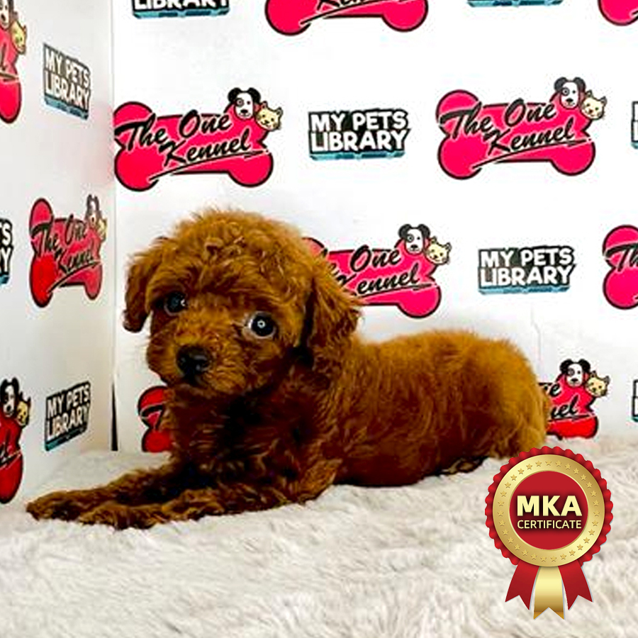 MKA Tiny Poodle (Male) For Sale