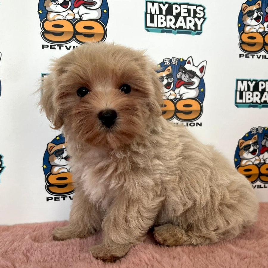 Maltipoo Puppy (Male) For Sale