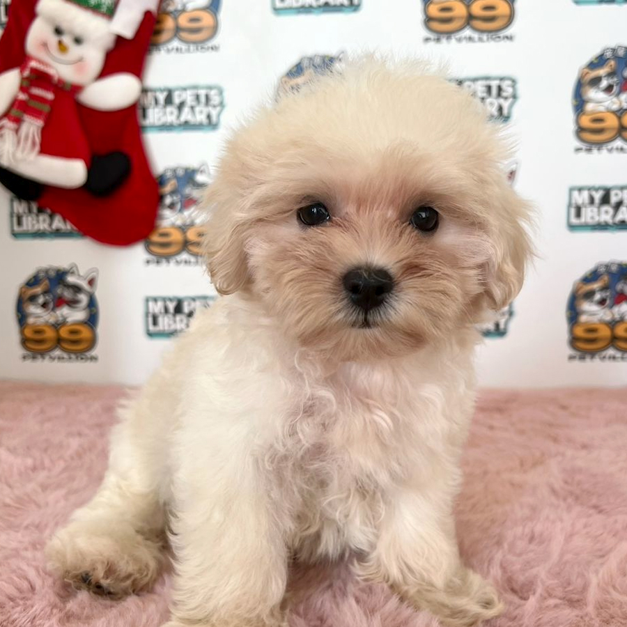 Maltipoo Puppy (Male) For Sale