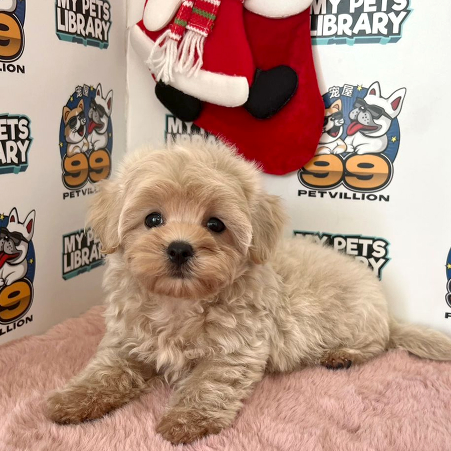 Maltipoo Puppy (Male) For Sale