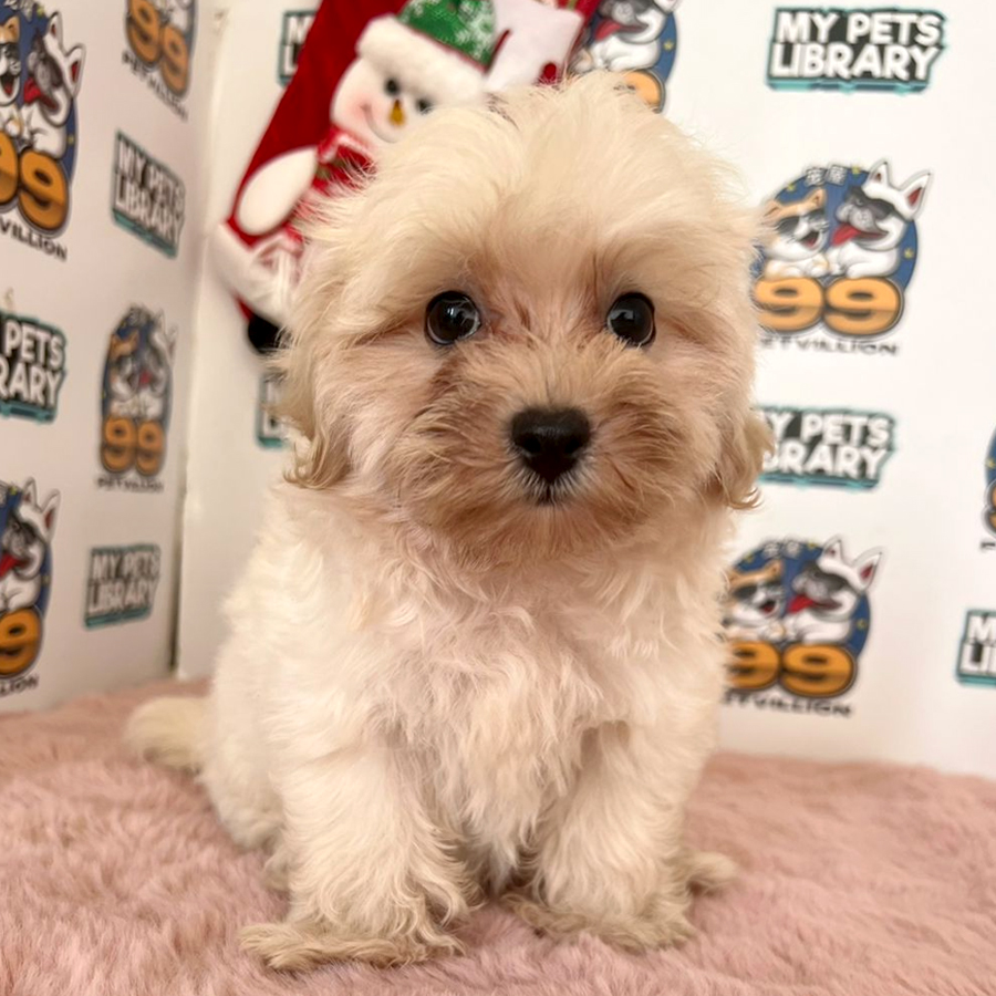 Maltipoo Puppy (Male) For Sale