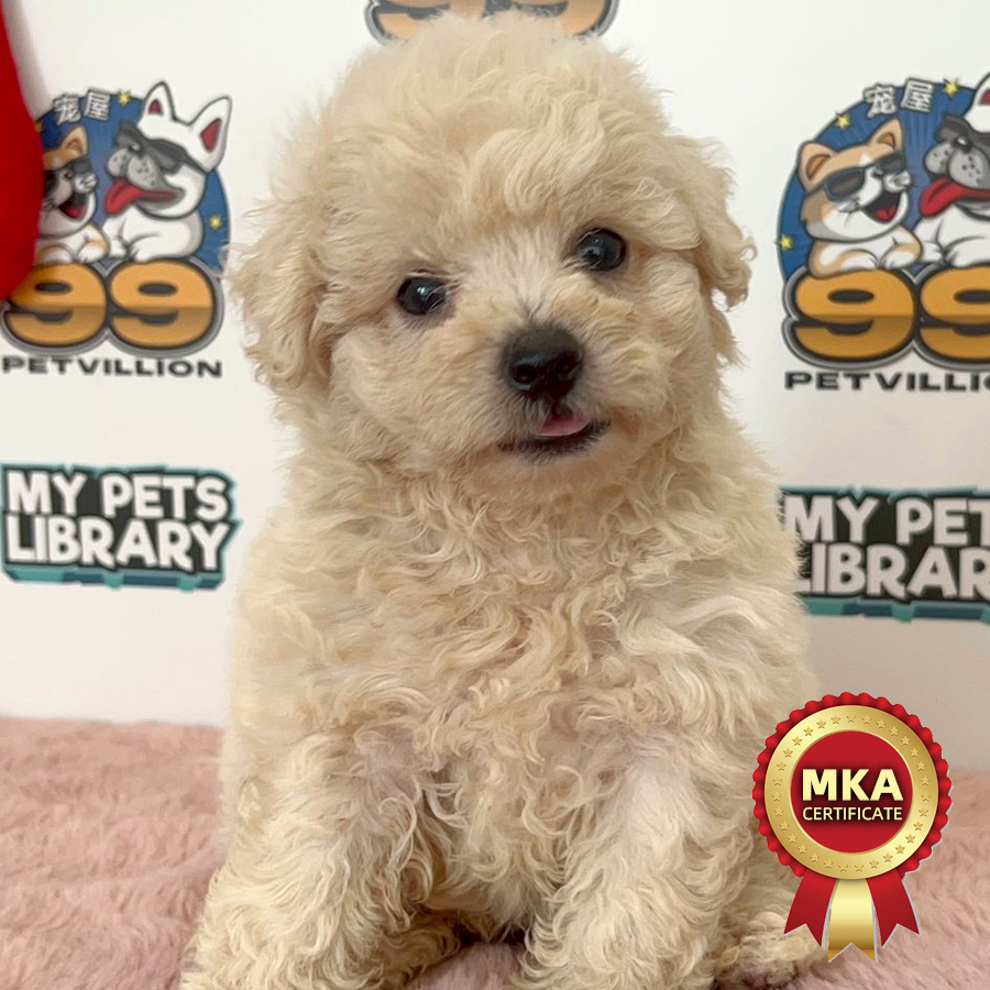 MKA Bichon Frise Puppy (Male) For Sale