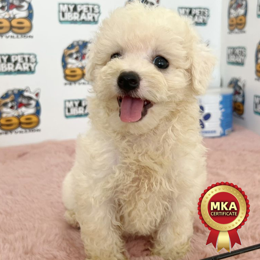 MKA Bichon Frise Puppy (Male) For Sale