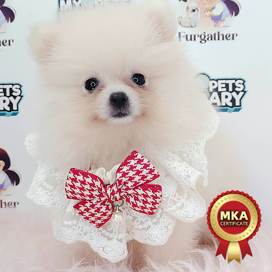 MKA Tiny Pomeranian Puppy (Female) For Sale