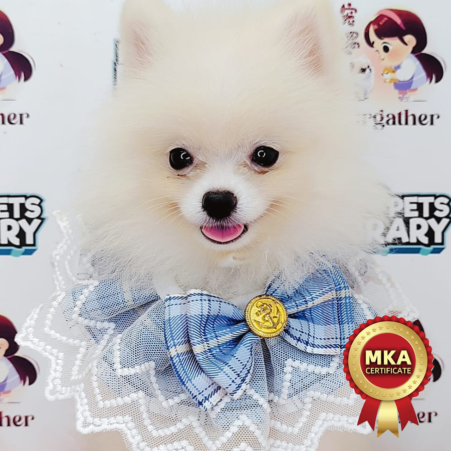 MKA Tiny Pomeranian Puppy (Female) For Sale