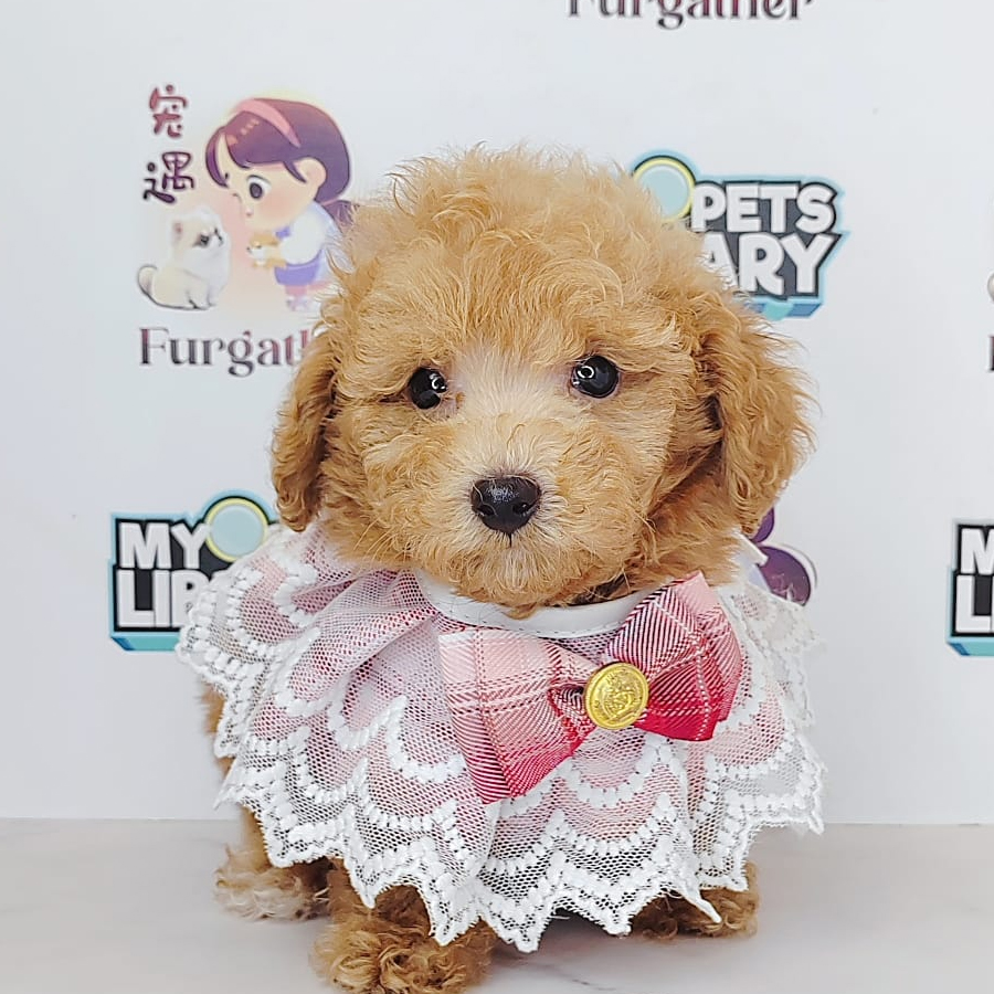Tiny Poodle Puppy (Male) For Sale