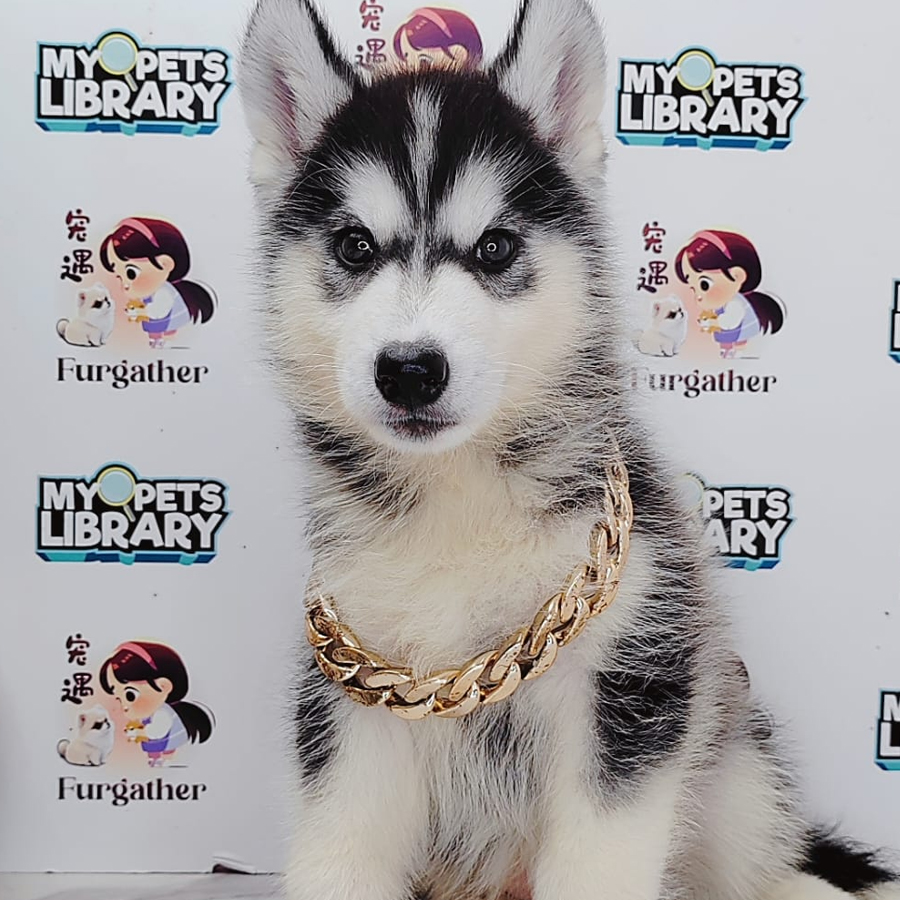 Wooly Husky Puppy (Female) For Sale
