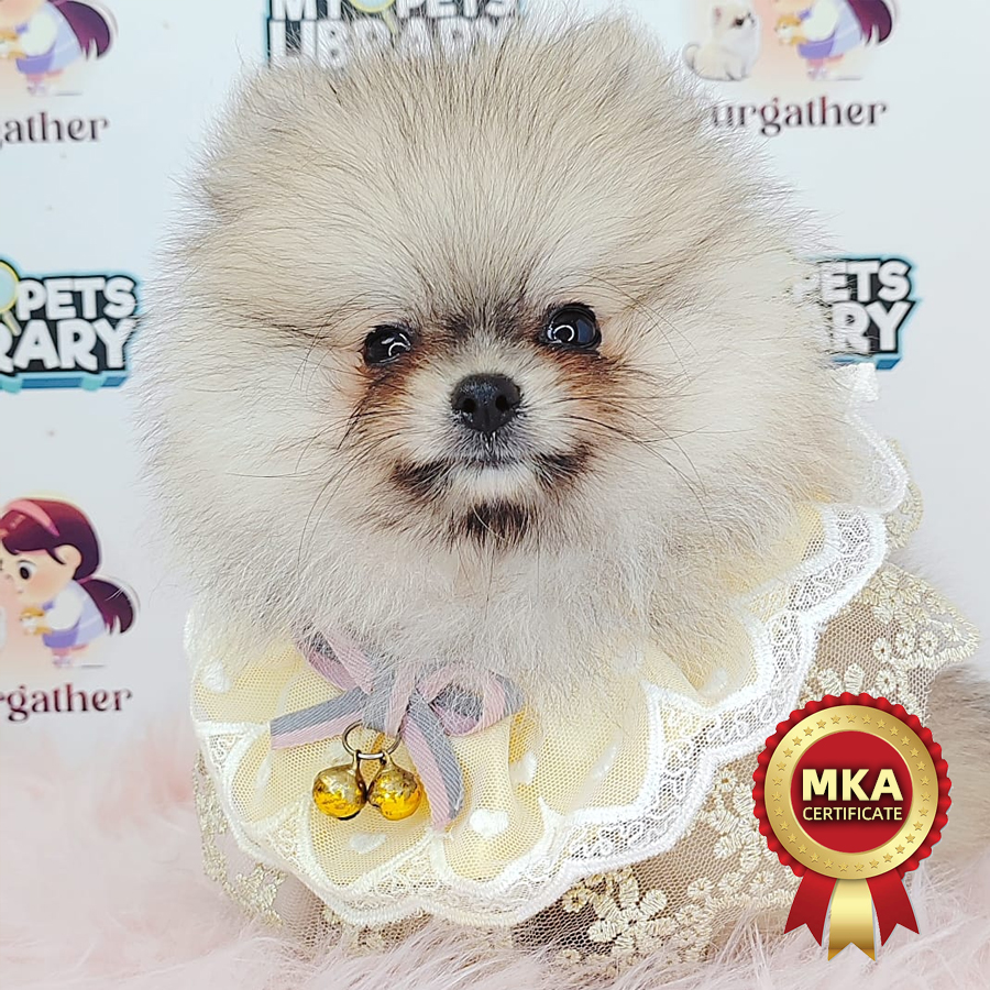 MKA Pomeranian Puppy (Male) For Sale