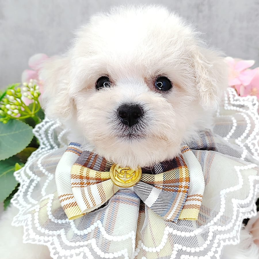 Bichon Frise Puppy (Male) For Sale