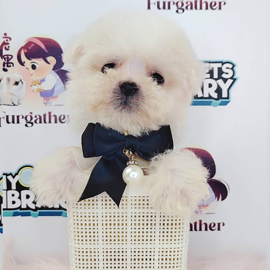 Bichon Frise Puppy (Male) For Sale