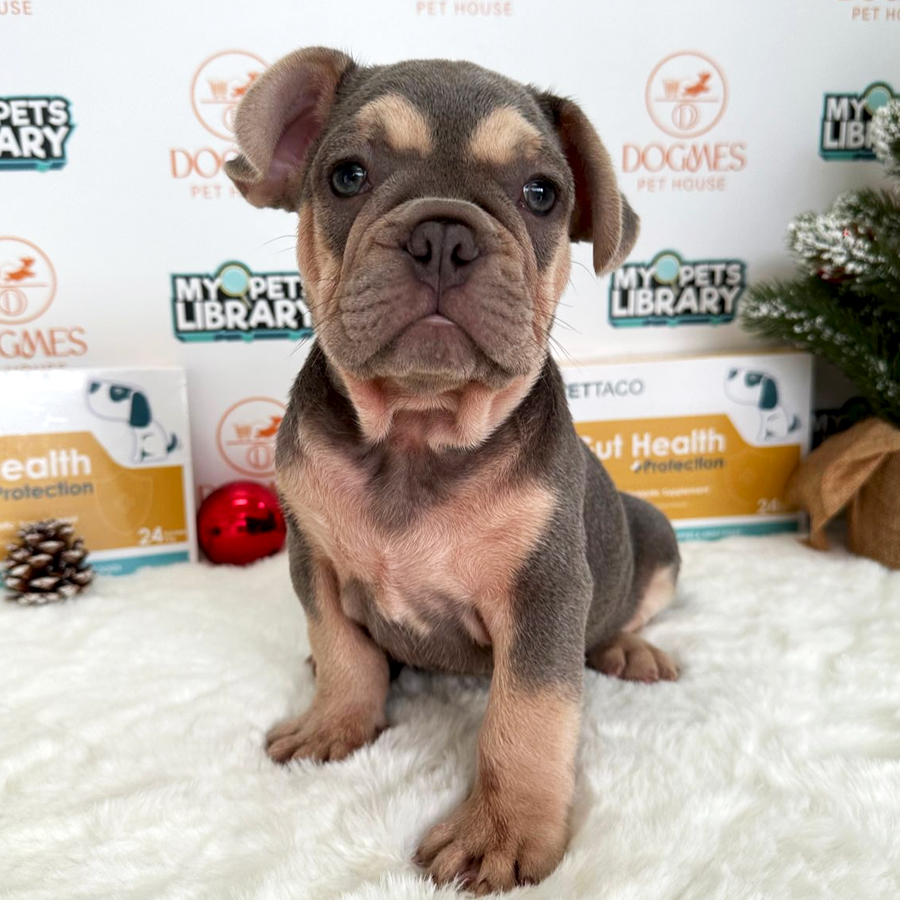 French Bulldog Puppy (Male) For Sale