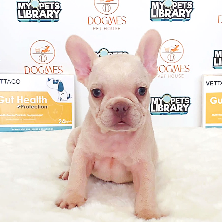 French Bulldog Puppy (Male) For Sale