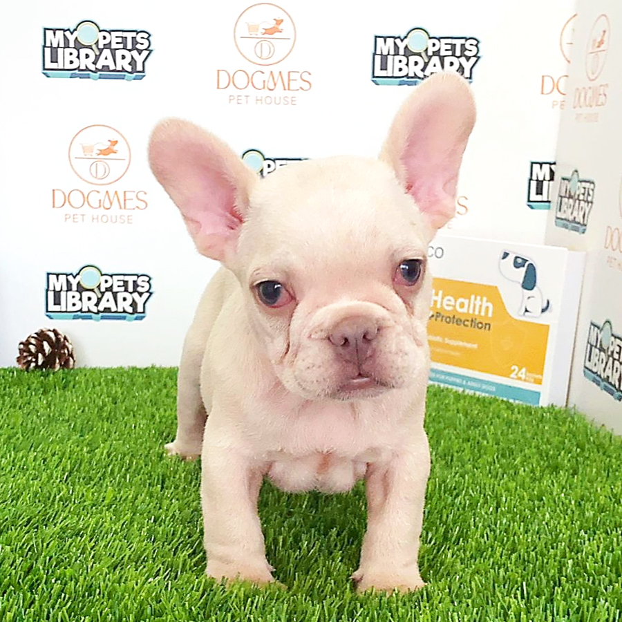 French Bulldog Puppy (Female) For Sale