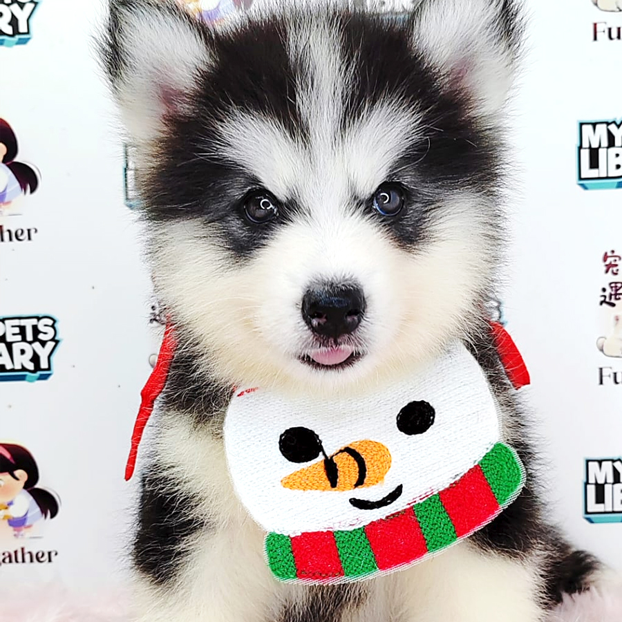 Wooly Husky Puppy (Female) For Sale
