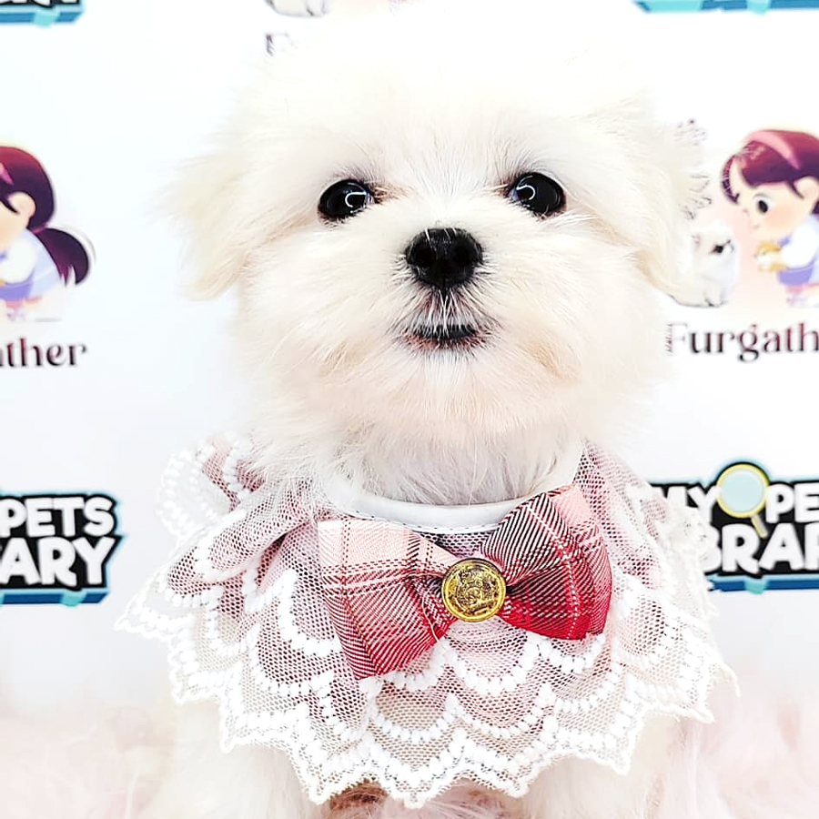 Maltese Puppy (Male) For Sale