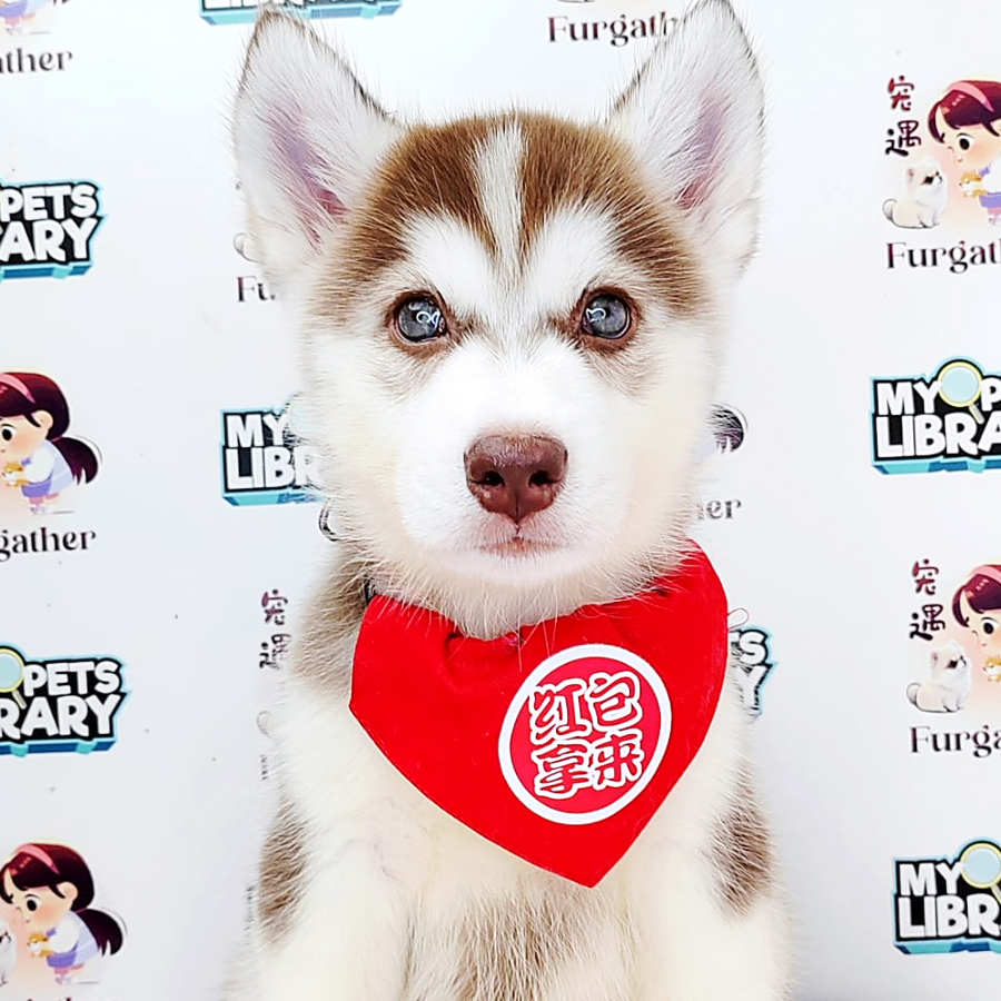 Wooly Husky Puppy (Female) For Sale