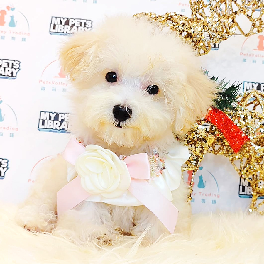 Tiny Poodle Puppy (Male) For Sale