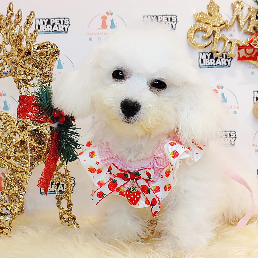Maltipoo Puppy (Male) For Sale