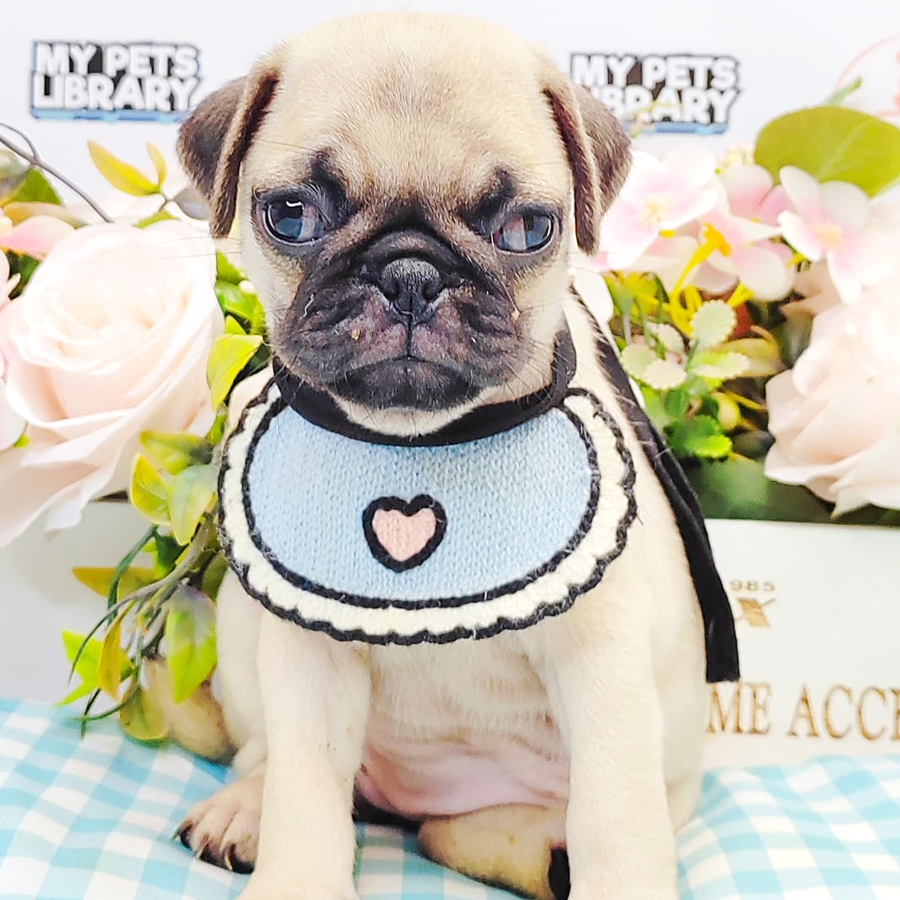 Pug Puppy (Female) For Sale