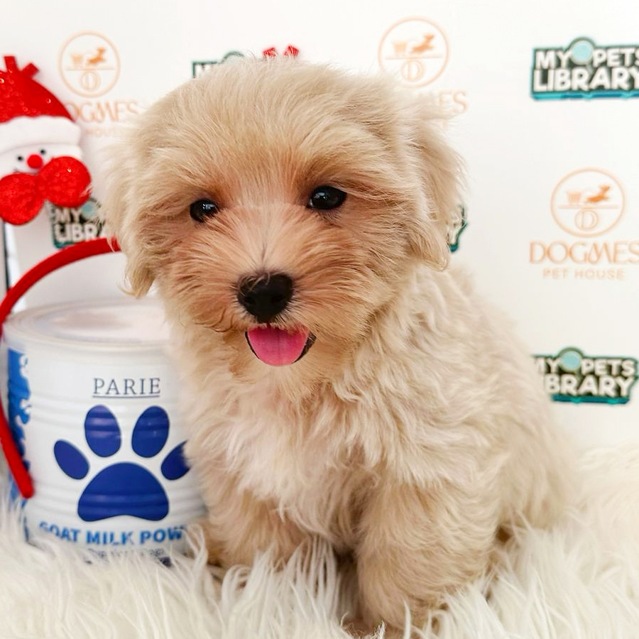 Maltipoo Puppy (Male) For Sale