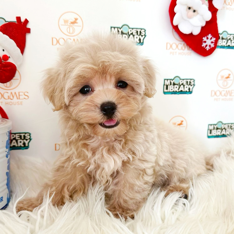 Maltipoo Puppy (Male) For Sale