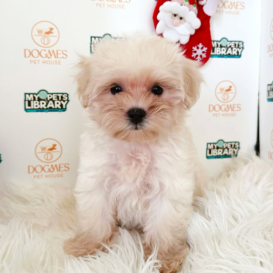 Maltipoo Puppy (Male) For Sale