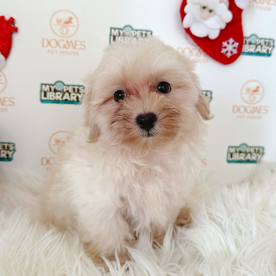Maltipoo Puppy (Male) For Sale