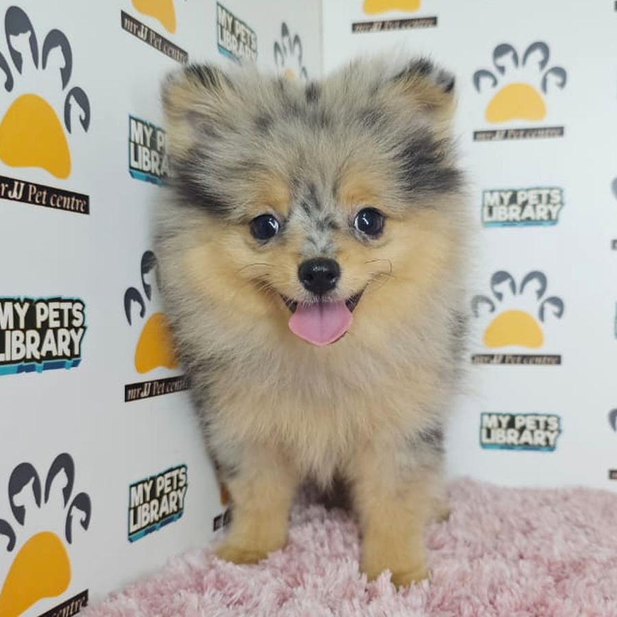 Tiny Pomeranian Puppy (Female) For Sale