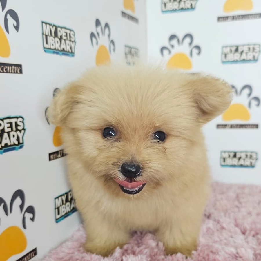 Pomapoo Puppy (Female) For Sale